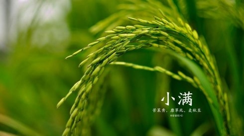 【YJT·节气】小满麦渐黄，夏至稻花香！四月中，小满者，物致于此小得盈满！